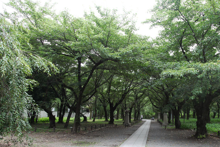 平野神社の桜並木